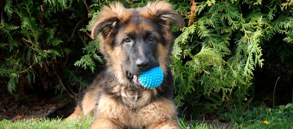 Щенок немецкой овчарки - Sputnik Беларусь