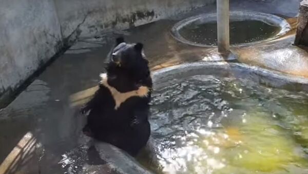 Медведь плюхнулся в бассейн, спасаясь от жары - Sputnik Беларусь