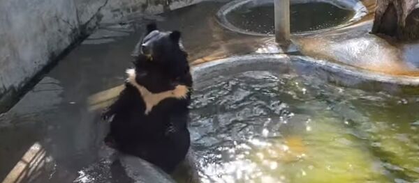 Медведь плюхнулся в бассейн, спасаясь от жары - Sputnik Беларусь
