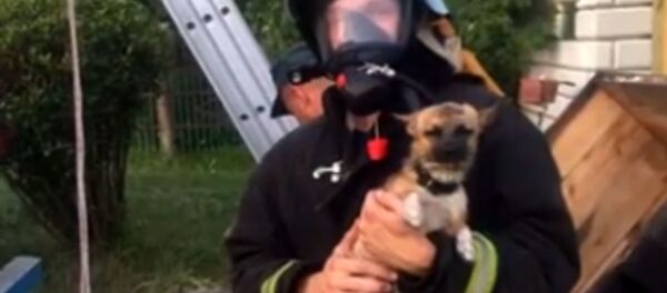 В Ветковском районе спасатели достали щенка из 8-метрового колодца - Sputnik Беларусь