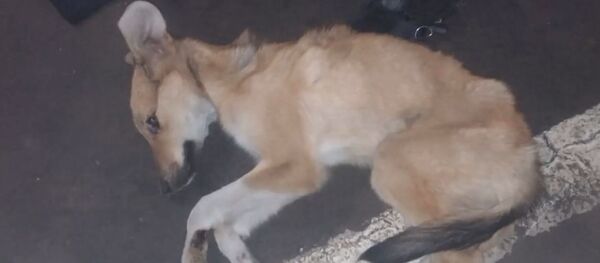 Щенок под капотом - Sputnik Беларусь