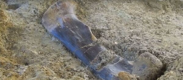 Палеонтологи нашли во Франции огромную кость динозавра - Sputnik Беларусь