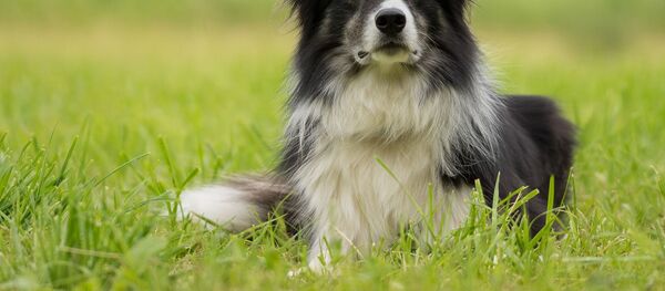 Собака породы бордер-колли - Sputnik Беларусь