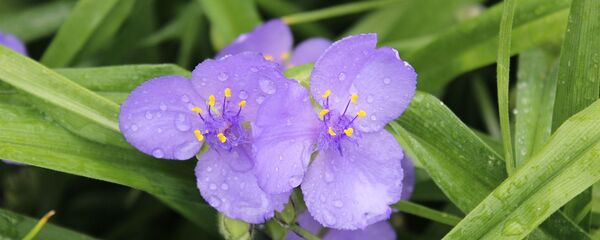 Кветка з кроплямі дажджу - Sputnik Беларусь