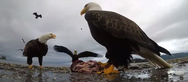 Орел снял видео - Sputnik Беларусь