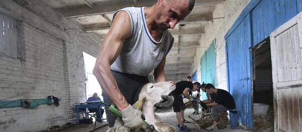 Прычоска і манікюр для прыгажуні. Як стрыгуць авечак – відэа - Sputnik Беларусь