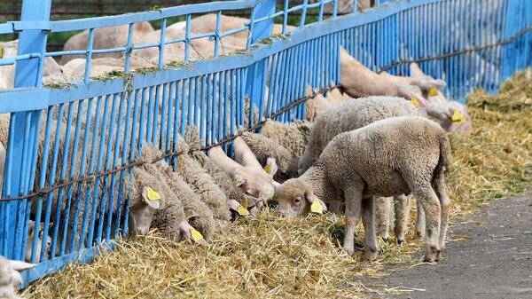 В этом году овцы в хозяйстве не ходят на пастбище - Sputnik Беларусь