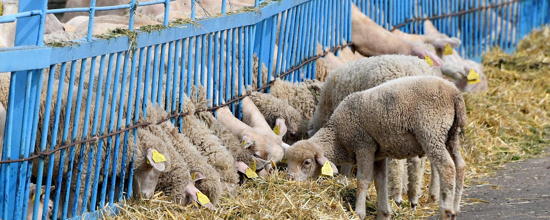 Авечкі, архіўнае фота - Sputnik Беларусь, 1920, 05.03.2026