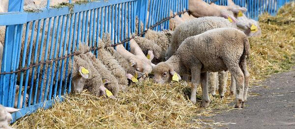 Авечкі Авечкі - Sputnik Беларусь