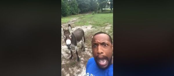 Осел спел со своим хозяином Круг жизни из Короля Льва – смешное видео - Sputnik Беларусь