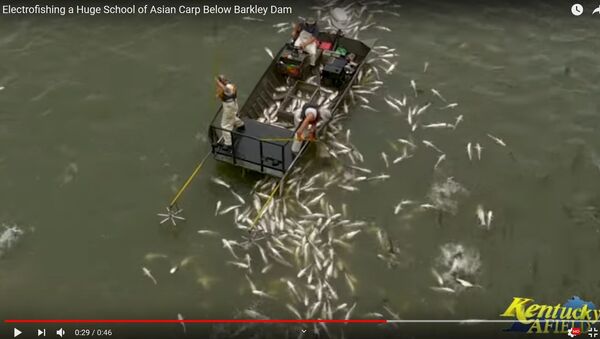 Зачем рыбакам электроудочки: как глушат толстолобика в США - видео - Sputnik Беларусь