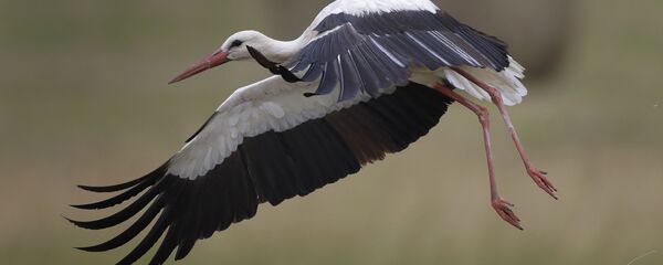 Аист взлетает с поля - Sputnik Беларусь
