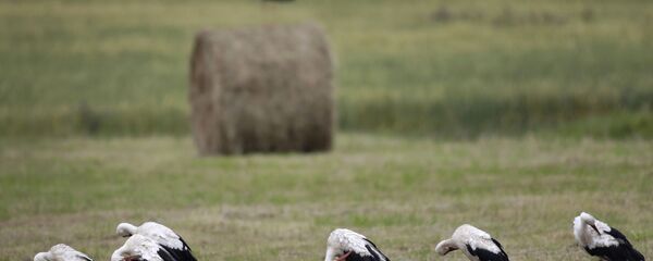 Аисты отдыхают прямо на поле - Sputnik Беларусь