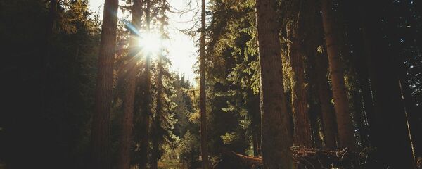 Лесная чаща, архивное фото Лесная чаща, архивное фото - Sputnik Беларусь