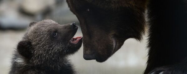 Бурый медвежонок Бурый медвежонок - Sputnik Беларусь