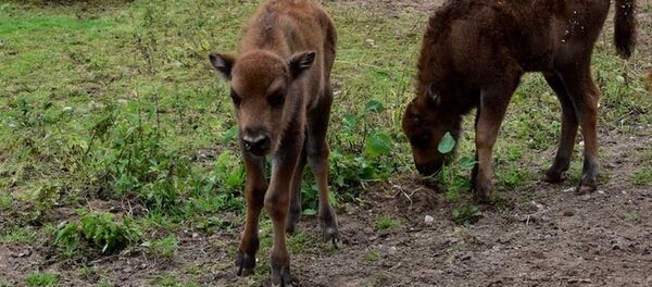 Сразу два зубренка родились в Минском зоопарке - Sputnik Беларусь