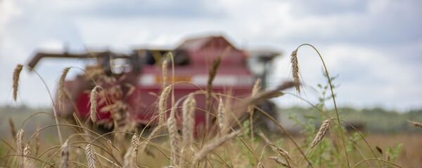 Лукашэнка даручыў мабілізаваць усе сілы на ўборачную Лукашэнка даручыў мабілізаваць усе сілы на ўборачную - Sputnik Беларусь
