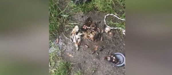 Минчане поисковым магнитом вытащили из Цнянки патроны  - Sputnik Беларусь