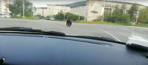 Полиция гонялась на машине за медведем по Магадану - видео - Sputnik Беларусь
