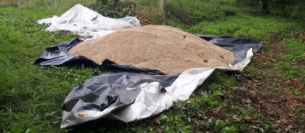 Украденное зерно - Sputnik Беларусь