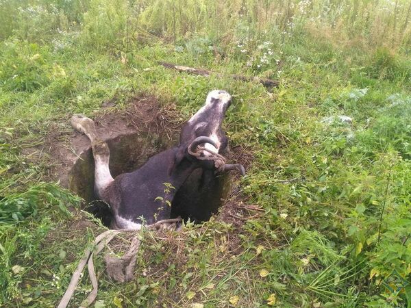 Спасатели помогли корове выбраться из колодца Спасатели помогли корове выбраться из колодца - Sputnik Беларусь