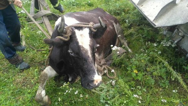 Спасатели помогли корове выбраться из колодца - Sputnik Беларусь
