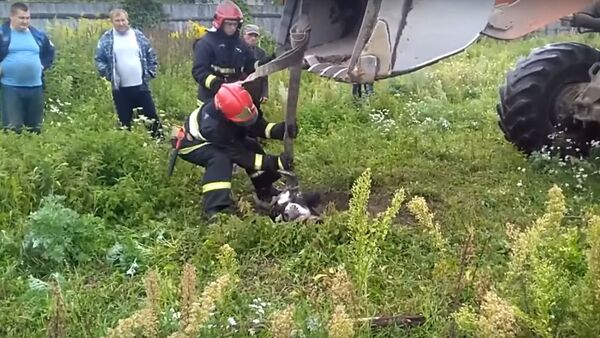 Спасатели показали, как доставали корову из колодца - Sputnik Беларусь