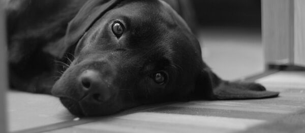 Лабрадор, архивное фото - Sputnik Беларусь