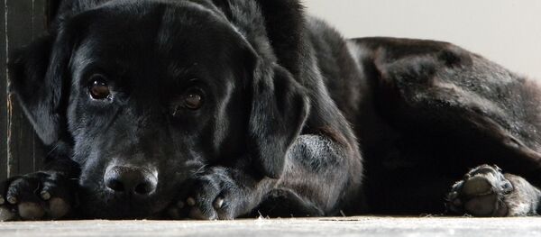 Собаке сложно объяснить, что поставщик ждет новой партии и не возвращает деньги Собаке сложно объяснить, что поставщик ждет новой партии и не возвращает деньги - Sputnik Беларусь