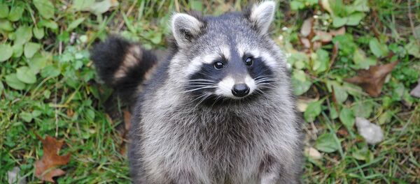 Енот, архивное фото Енот, архивное фото - Sputnik Беларусь