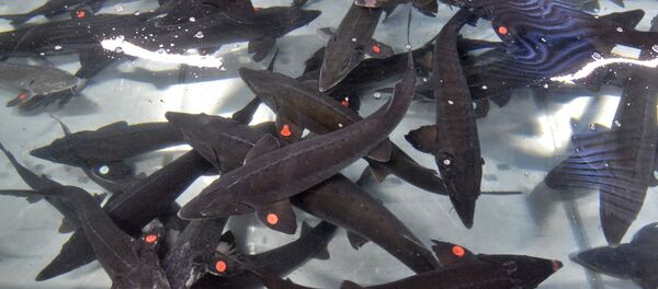 Выращивание осетров Выращивание осетров - Sputnik Беларусь