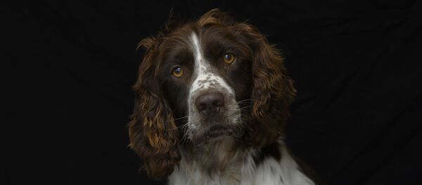 Спаниелю Сулавеси три года - Sputnik Беларусь