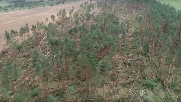 Последствия урагана в Гомеле: повалило лес на площади 90 га  - Sputnik Беларусь