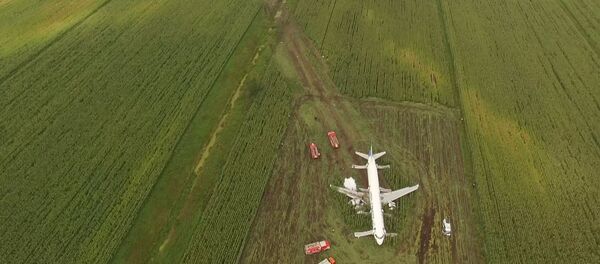 Чудо в кукурузе: что известно о жесткой посадке самолета на кукурузное поле - Sputnik Беларусь