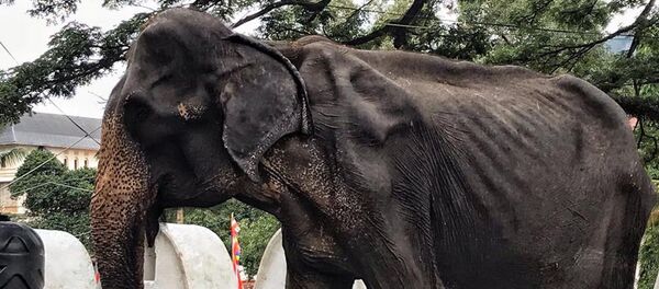 Слонихе Тикири, запечатленной на снимке, – 70 лет Слонихе Тикири, запечатленной на снимке, – 70 лет - Sputnik Беларусь
