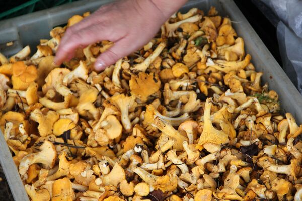 Опытные грибники – о приметах, которые помогут набрать полную корзину - Sputnik Беларусь