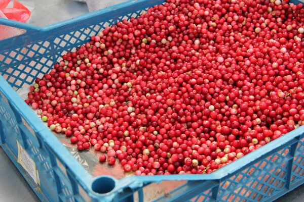 Сезон брусники только начался, но она уже на прилавках - Sputnik Беларусь