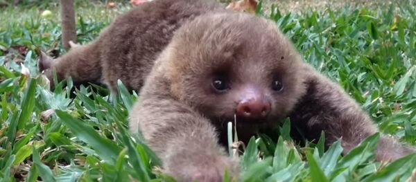 Детеныш ленивца потерял маму, видео Детеныш ленивца потерял маму, видео - Sputnik Беларусь