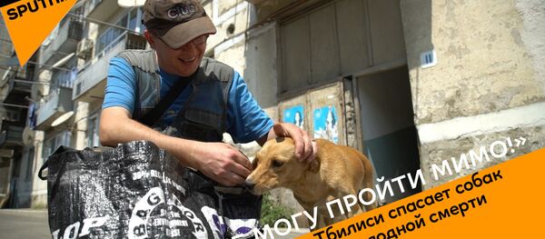 Неравнодушный житель Тбилиси спасает бездомных собак от голода - Sputnik Беларусь