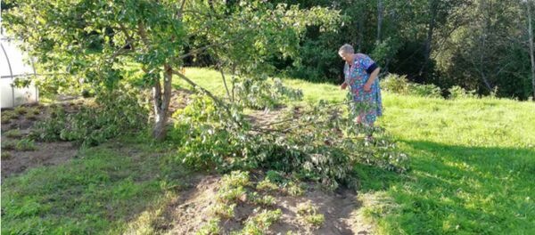 В Россонском районе медведь повадился ходить в огород за грушами - Sputnik Беларусь