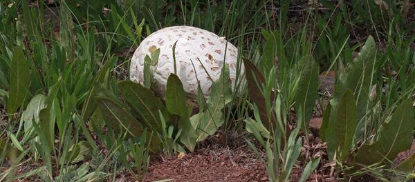 Гриб-дождевик - Sputnik Беларусь