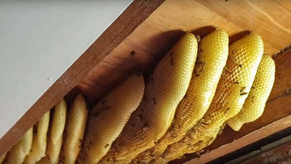 Пчелы устроили огромный улей в доме жительницы Австралии - Sputnik Беларусь