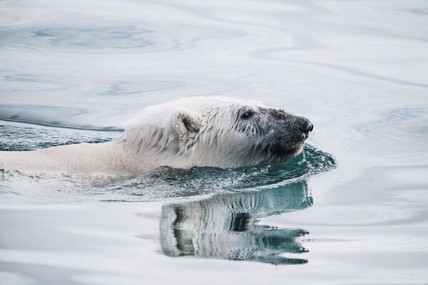 Нанук — так белого медведя называют в Гренландии. Это символ страны, его изображение можно увидеть на гербе. Однако главный хищник — это объект охоты. К тому же с сокращением ледяного покрова медведи стали массово приходить к людям, рыться в мусоре в поисках пищи. Ученые прогнозируют, что к 2050 году из 16 тысяч полярных медведей, обитающих на территории Канады, Аляски, Норвегии, Гренландии и России, выживут только те, кто обитает в Канаде и Гренландии. - Sputnik Беларусь