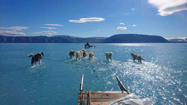 Ездовые собаки пробираются по воде во время экспедиции в Северо-Западную Гренландию в июне 2019 года. Тогда в Гренландии установилась очень теплая погода, хотя обычно слой льда в этом районе толстый и без талой воды на поверхности. - Sputnik Беларусь