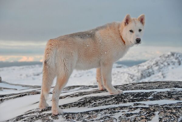 Гренландская собака, или гренландсхунд, похожа на хаски. Она служит как ездовая, а также при охоте на белого медведя и котиков. Это древняя порода, предки которой прибыли на север вместе с племенами инуитов. - Sputnik Беларусь