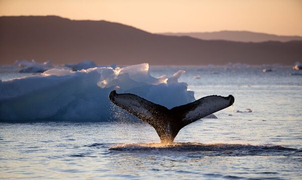 Горбатый кит ныряет во фьорде Нууп-Кангерлуа, самом длинном фьорде моря Лабрадор и одном из самых длинных фьордов населенной части Гренландии. Точная продолжительность жизни горбатых китов неизвестна, отчасти из-за того, что за время китобойного промысла погибло большинство старых особей. - Sputnik Беларусь