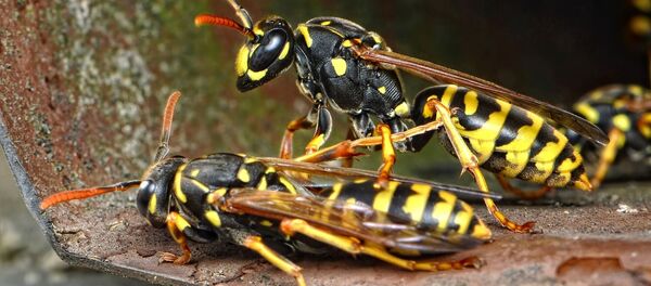 Осы, архивное фото - Sputnik Беларусь