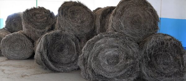 Собранный с полей лен в рулонах дожидается переработки - Sputnik Беларусь