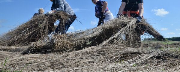 Работники заводоуправления вышли поднимать смытый лен - Sputnik Беларусь