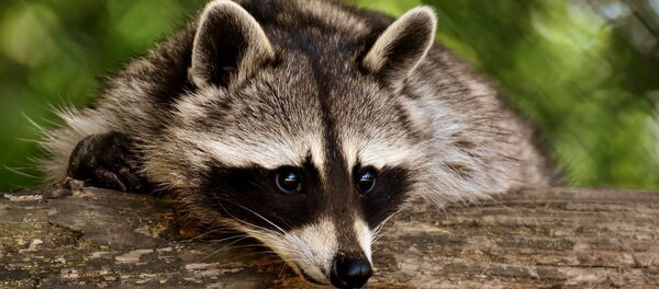 Енот - Sputnik Беларусь